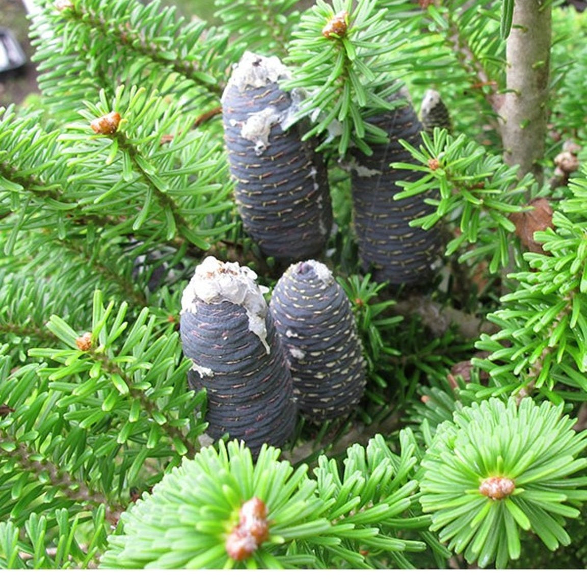 Koreagran – Abies koreana - 15-30 CM bare root 2/2